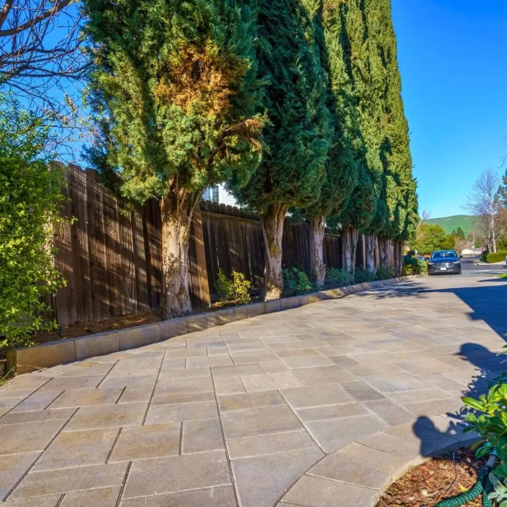 Sidewalk with square stone pavers lined by tall evergreen trees and a wooden fence, in a serene suburban setting with a parked car in the distance under a clear blue sky.