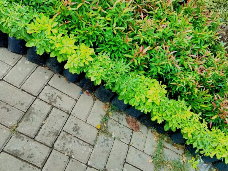 The Best Plants to Border Your Paver Walkway: Top Choices for Appeal and Function